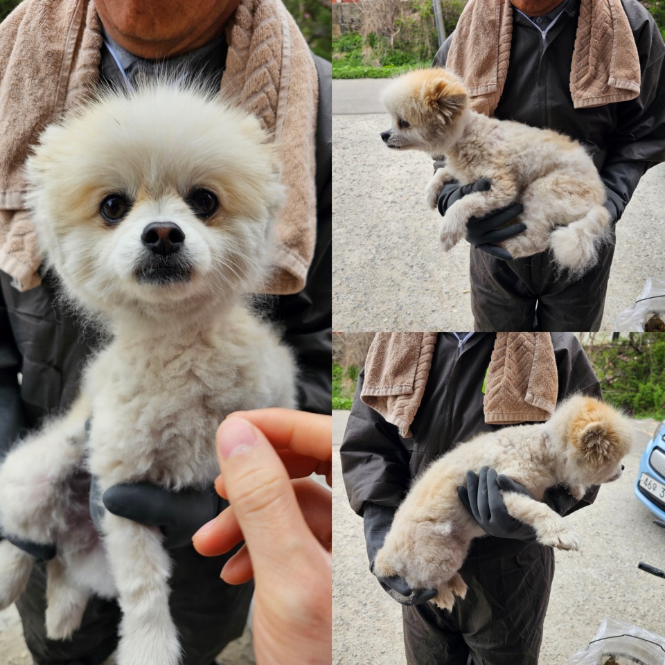 포메라니안 이미지 파일 입니다.